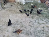 Chickens — 3-rasm