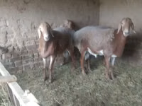 Schaf, Edilbay sheep — Foto 8