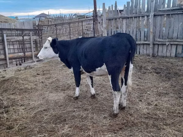 गाय, Russian Black pied cattle — कज़ाखस्तान