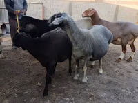 母羊, Sheep — 照片 2