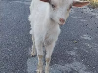 母山羊, Saanen goat — 照片 1