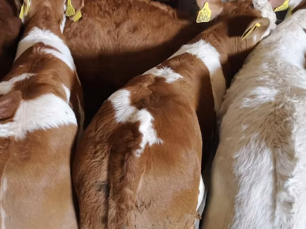 Bovinos (lote, sexo no especificado), Simmental cattle
