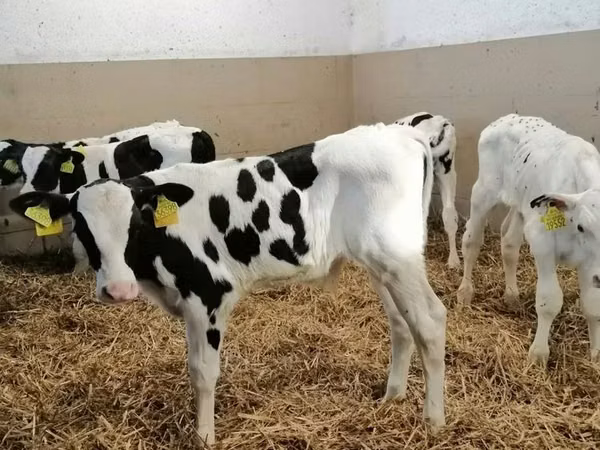 Toro, Russian Black pied cattle