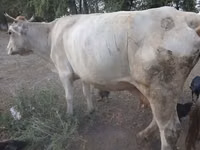 母牛, Swiss cattle — 照片 1