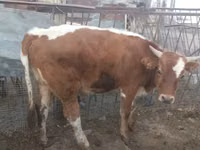Bulle, Simmental cattle — Foto 1