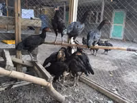 Chickens — Foto 3