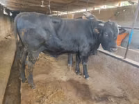 公牛, Aberdeen-Angus — 照片 1