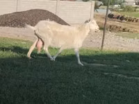 Ziege, Russian White goat — Foto 3