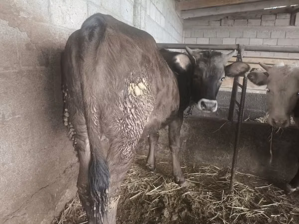 母牛, Alatau breed — 吉尔吉斯斯坦