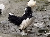 Chickens — 1-rasm