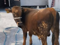 公牛, Swiss cattle — 照片 4