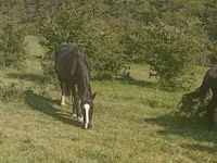 فرس, Horse breed — الصورة 1