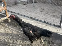 Chickens — Foto 2
