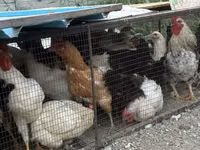 Chickens — الصورة 6