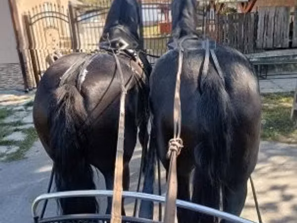 Yegua, Friesian