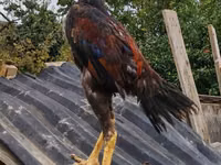 Guinea fowl — Foto 1