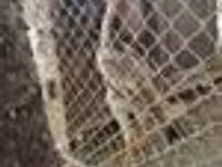 Chickens — Foto 5