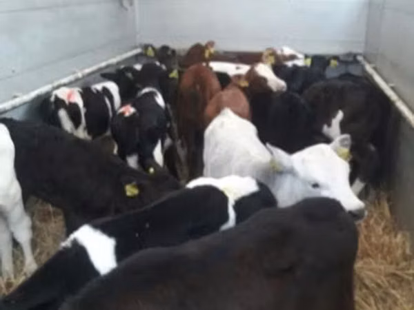 أبقار (دفعة، الجنس غير محدد), Russian Black pied cattle