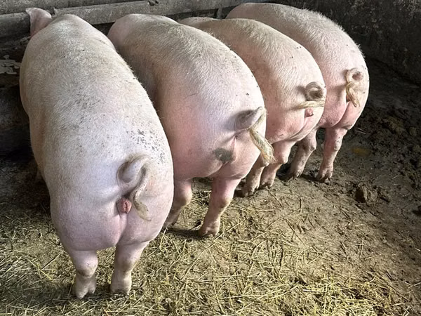 Boar, 