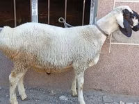 Widder, Arashan sheep — Foto 6