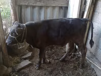 母牛, Cattle — 照片 2