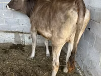 母牛, Swiss cattle — 照片 3