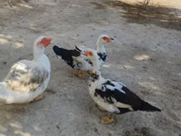 pato criollo doméstico — foto 4