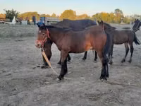Hengst, Friesian — Foto 2
