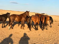 Stute, Mugalzhar horse — Foto 3