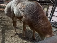 Widder, Edilbay sheep — Foto 7