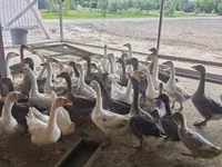 Geese — Foto 1