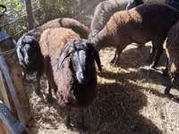 كبش, الأغنام — الصورة 3