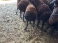 Ram, Sheep — photo 1