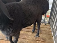 Ram, Jaidara sheep — photo 3