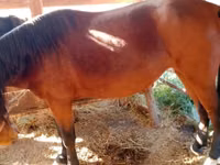 Stute, French Trotter — Foto 3