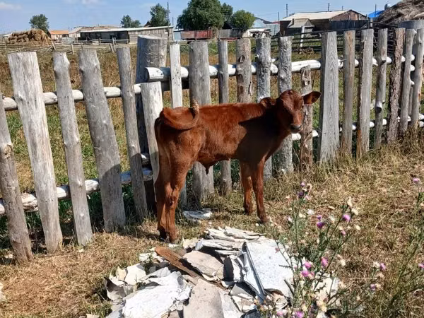 公牛, Cattle — 哈萨克斯坦