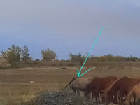 Stute, Priob horse — Foto 2