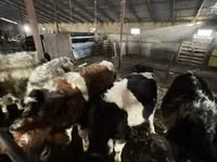 Rinder (Partie, Geschlecht nicht angegeben), Swiss cattle — Foto 3