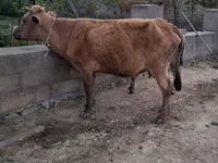 母牛, Cattle — 照片 6
