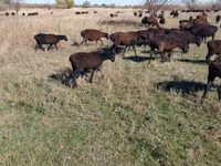 نعجة, Edilbay sheep — الصورة 7