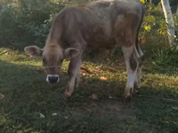 Buqa, Swiss cattle — 3-rasm