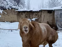 كبش, الأغنام — الصورة 3