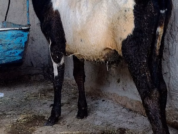 Bulle, Russian Black pied cattle