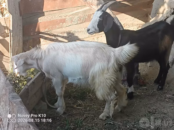 Ziege, Alpine goat — Usbekistan