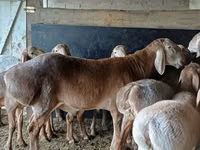 Carnero, Arashan sheep — foto 5
