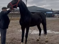 Hengst, Orlov Trotter — Foto 3