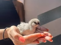 سيلكي — الصورة 5