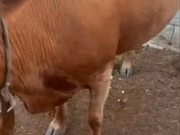 गाय, Latvian Blue cattle — फ़ोटो 5