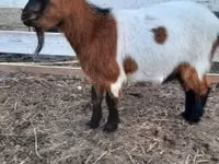 Ziege, Nigerian dwarf goats — Foto 2