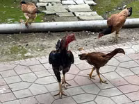 Chickens — फ़ोटो 1
